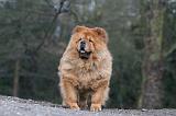 CHOW CHOW 577